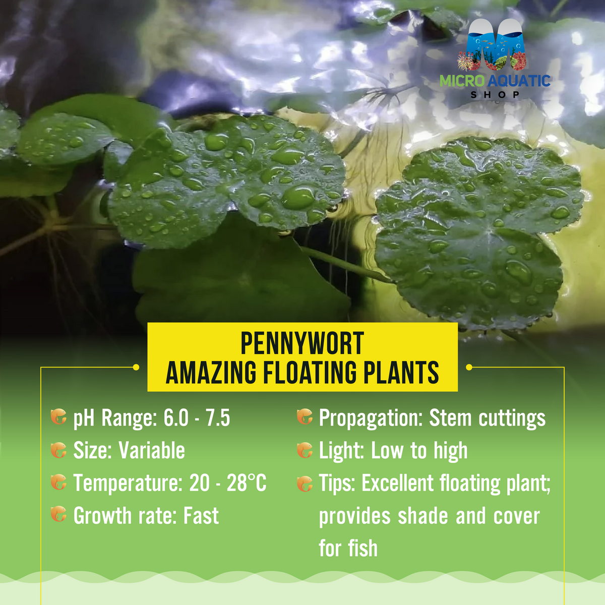 Pennywort - Amazing floating plants