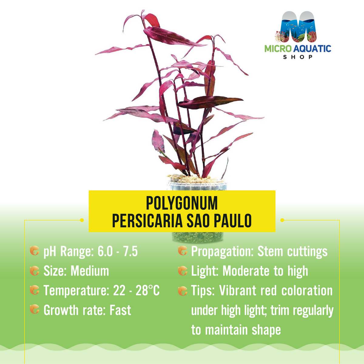Polygonum - Persicaria Sao Paulo
