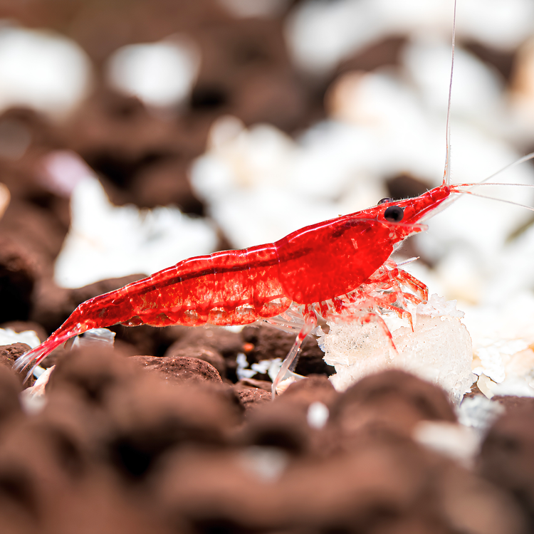 Cherry Shrimp - Red 1cm