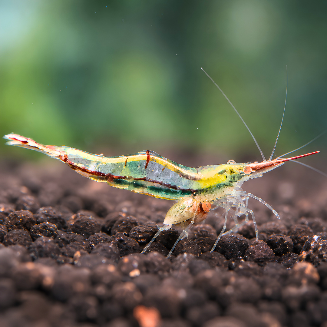 Red Nose Shrimp - Algae Eating Shrimp LIMITED STOCK