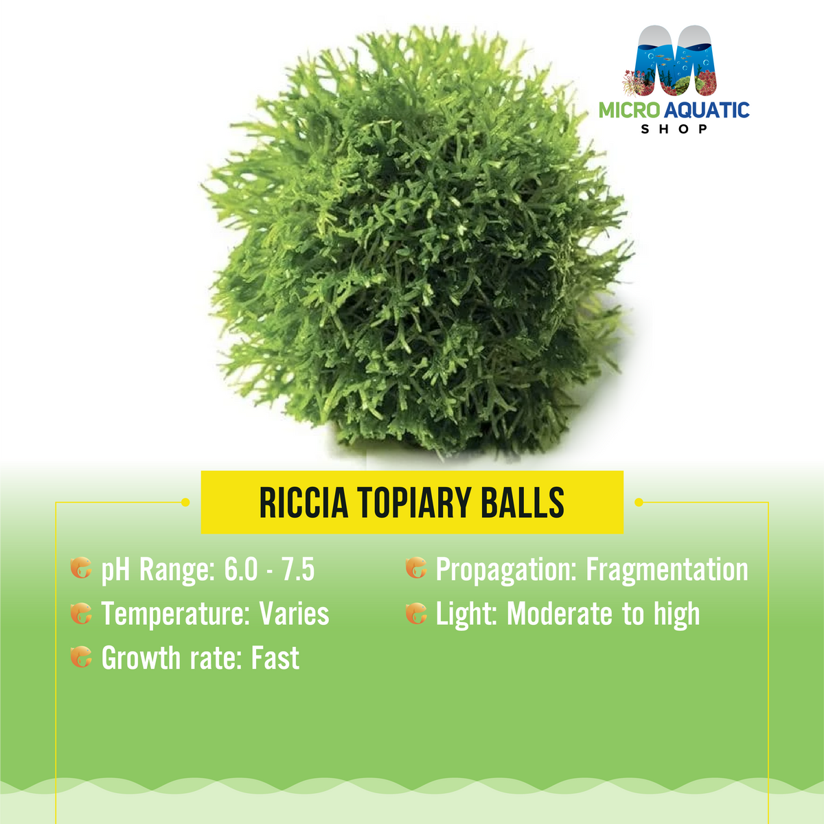 RICCIA TOPIARY BALLS