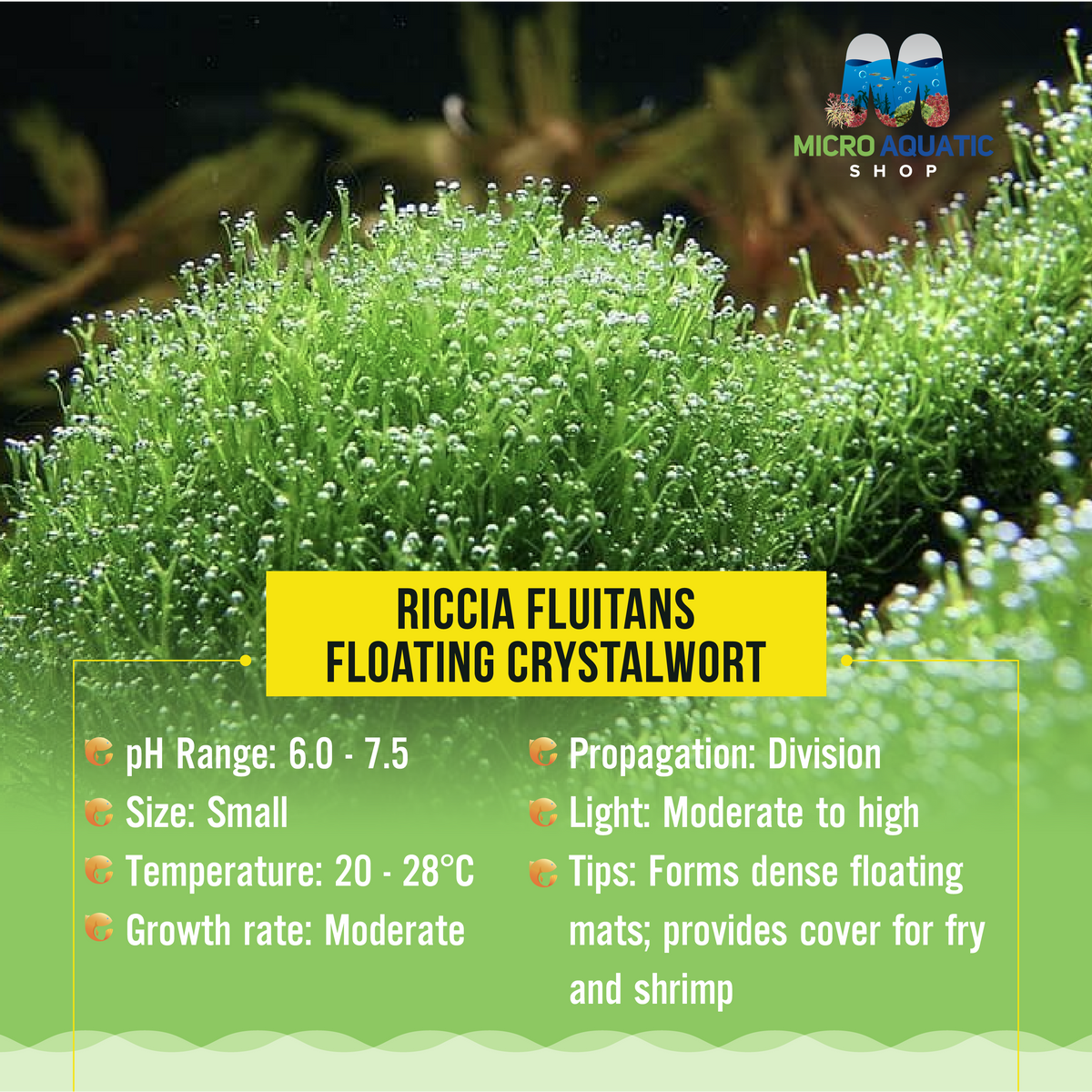 Riccia fluitans - floating crystalwort