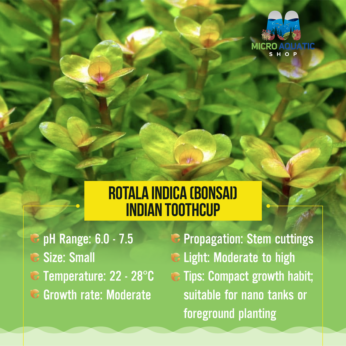Rotala Indica (Bonsai) - Indian Toothcup