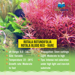 Rotala Rotundifolia - Rotala Blood Red - Rare