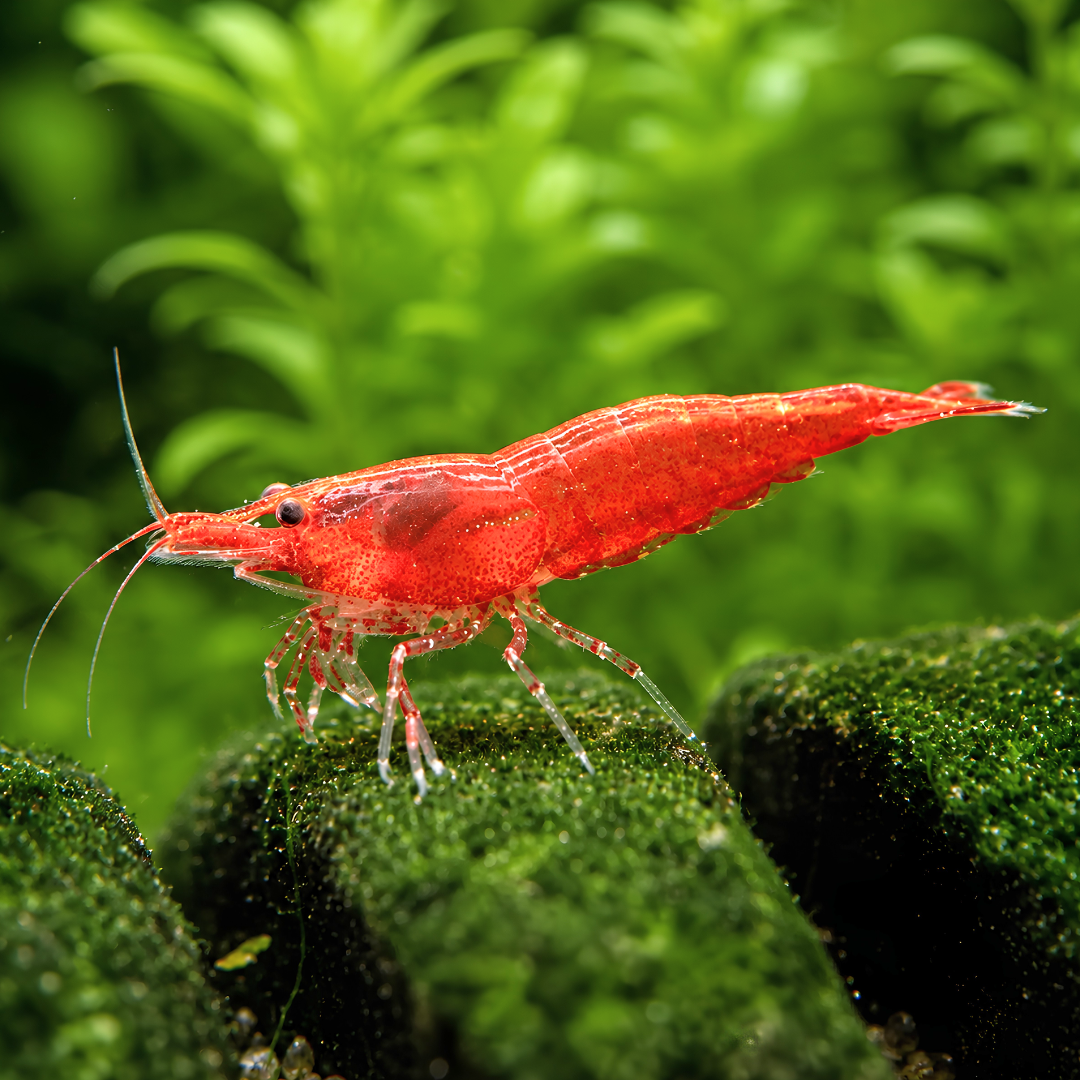 Cherry Shrimp - Sakura Red (Painted Red) 1cm