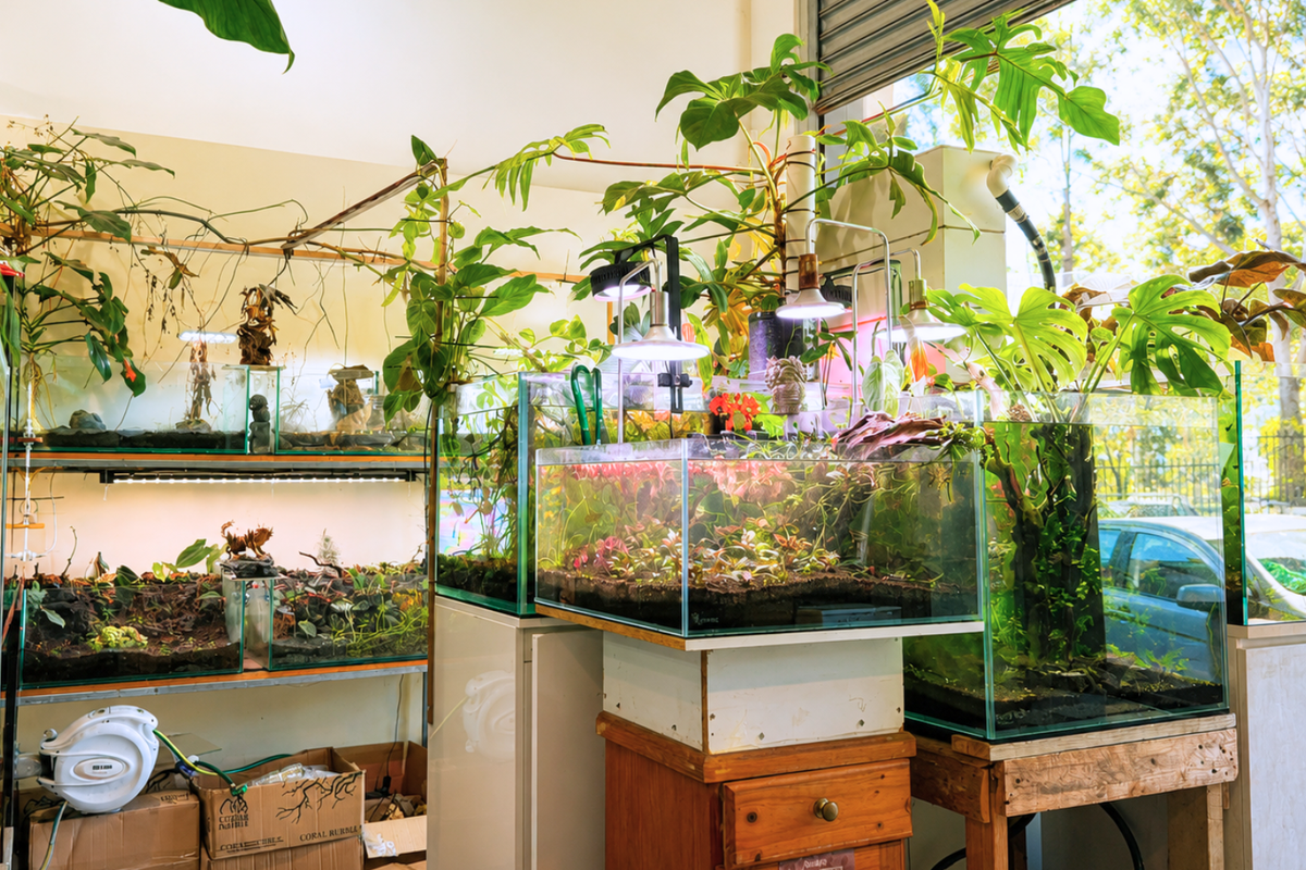 Aquariums on display inside Micro Aquatic Shop in Wetherill Park