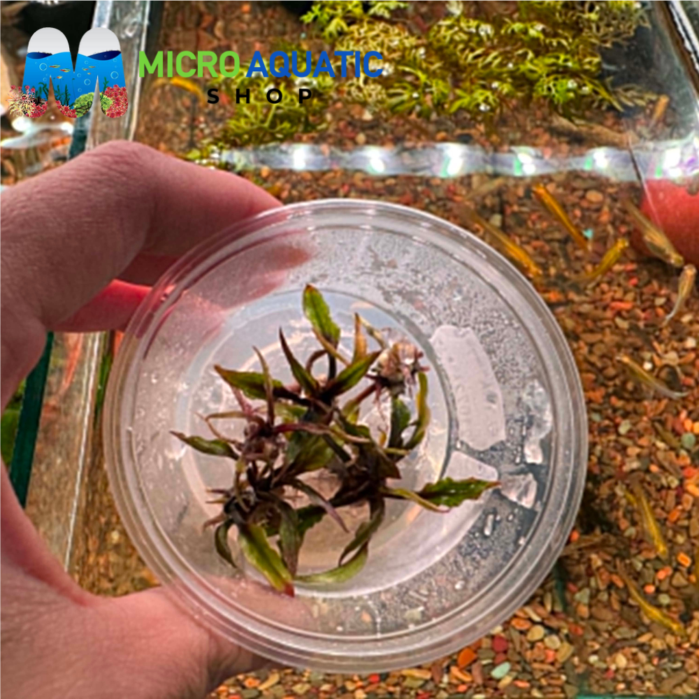 Tissue Culture - Cryptocoryne wendtii 'Green Gecko'