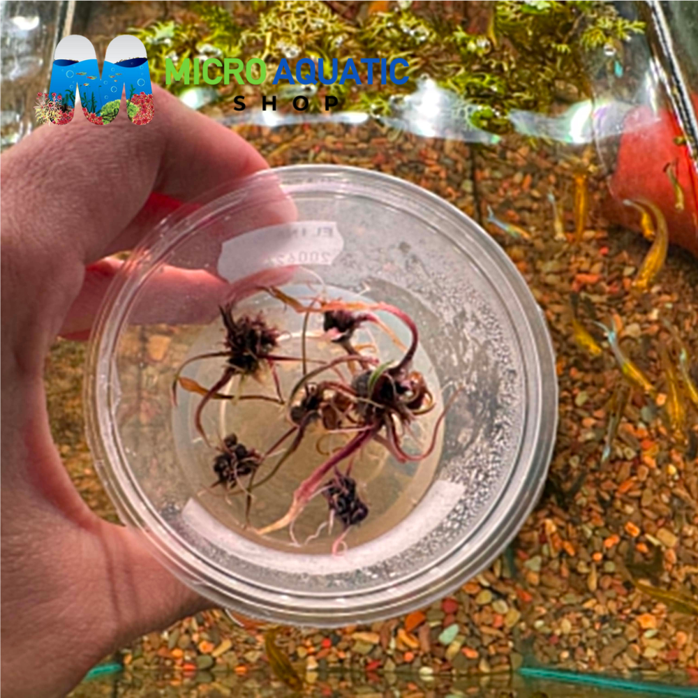 Tissue Culture - Cryptocoryne nurii