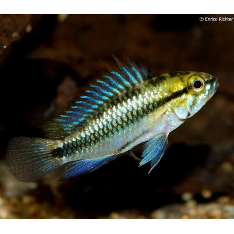 Dwarf Cichlid - Apistogramma Trifasciata
