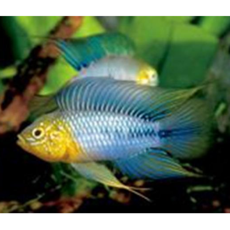 Dwarf Cichlid - Apistogramma Borelli Yellow Blue