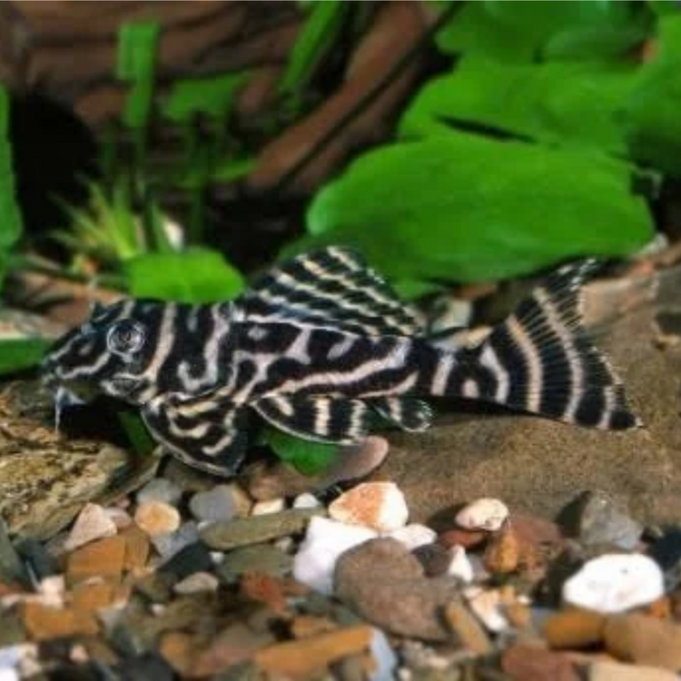 L270 Chocolate Zebra Pleco (PICK UP INSTORE)