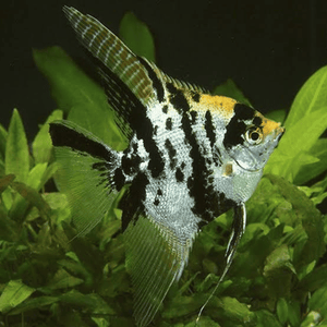 Angel - Marble Veiltail FishHUB