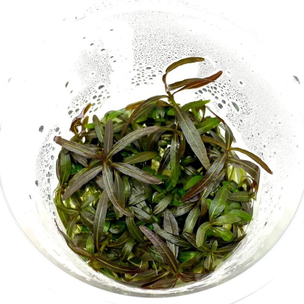 Tissue Culture Cup Hygrophila  lancea 'Araguaia' Aquadepot