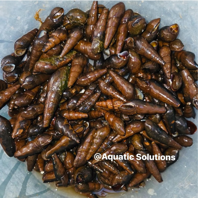 Native Snail - Black Devil Aquatic Solutions