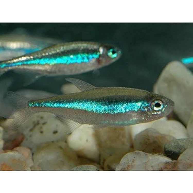 Tetra - Neon Green 1-2cm