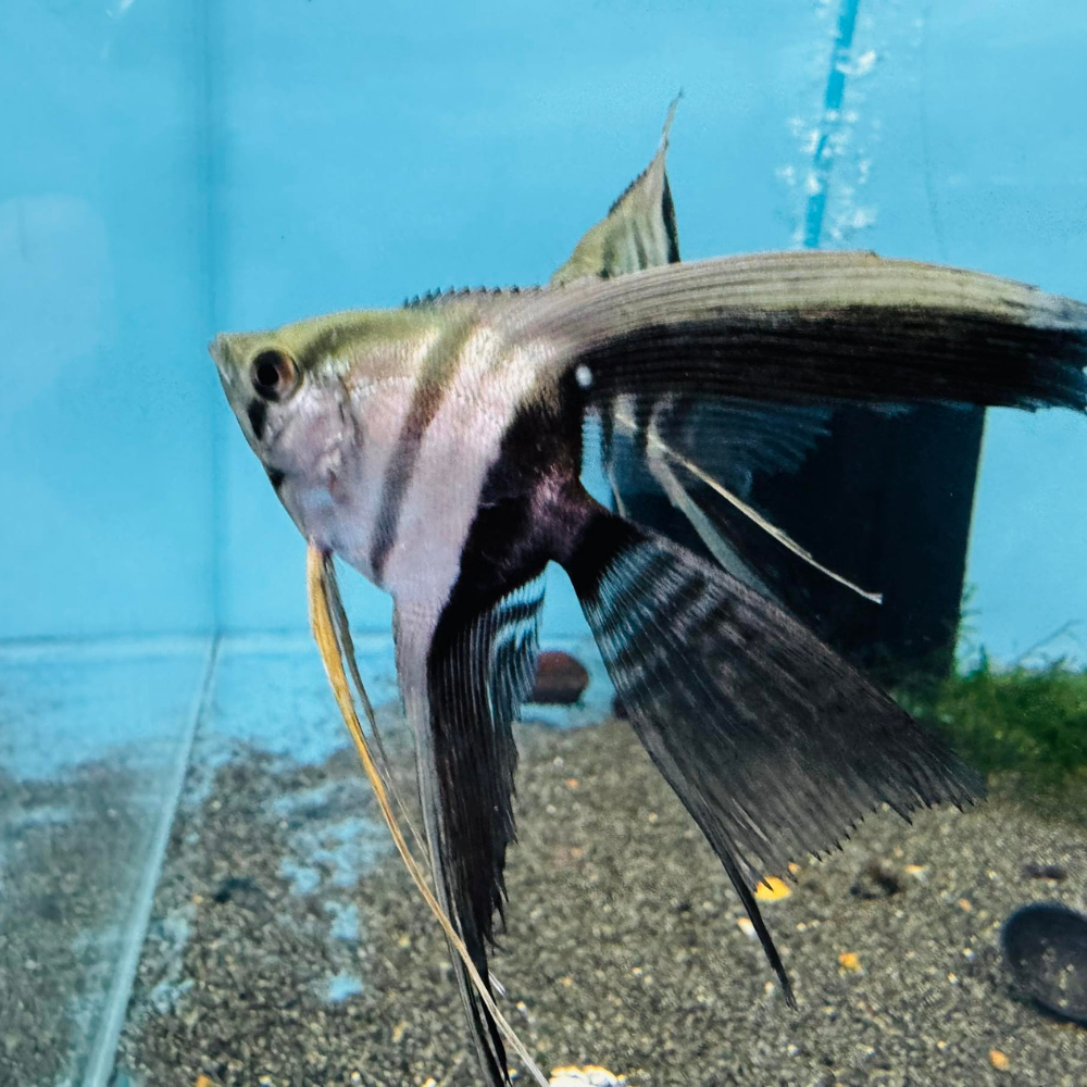 Angel - HB White Veiltail FishHUB