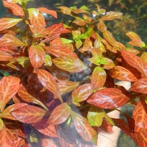 Ludwigia Atlantic 'Dark Orange' Aquadepot
