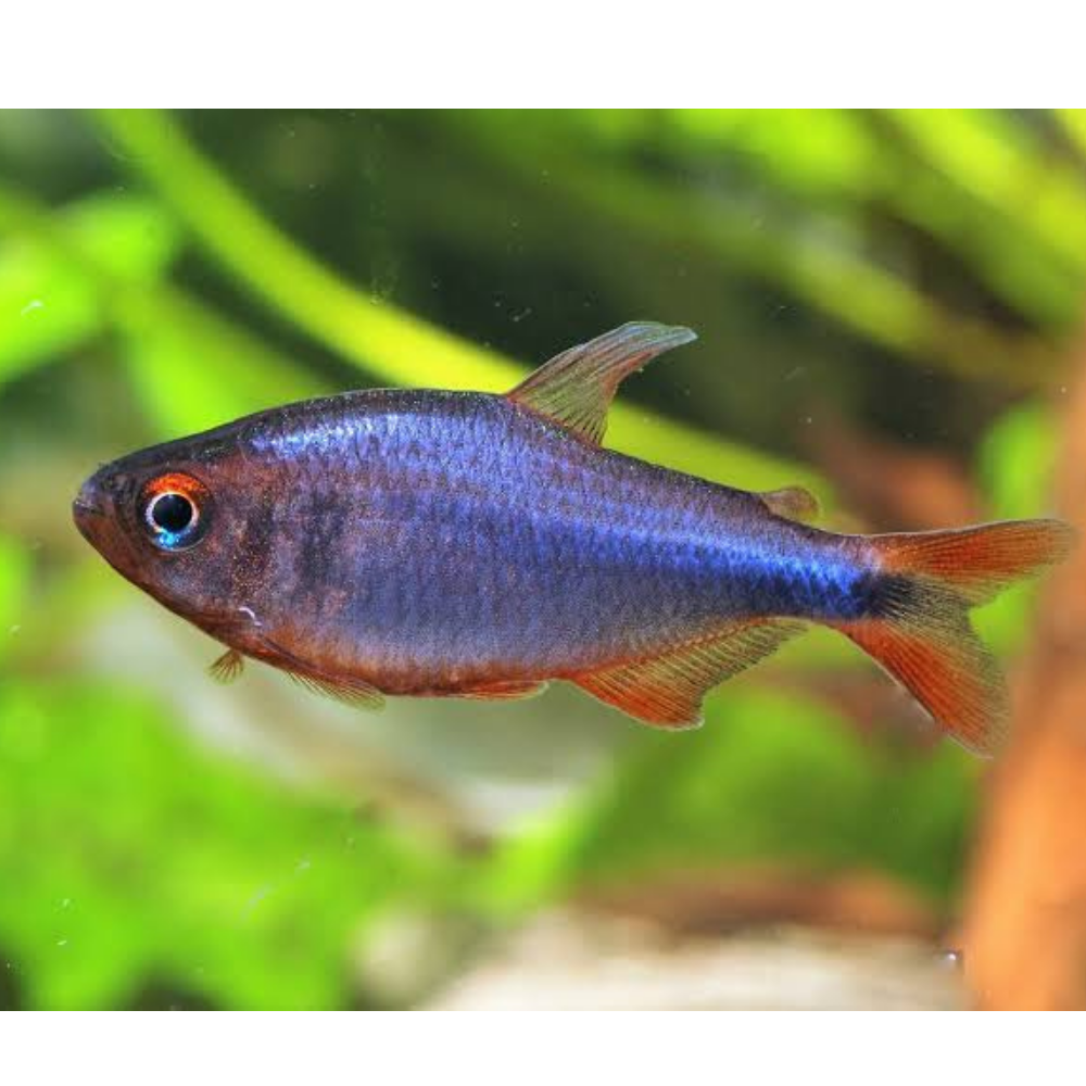 Rare Tetra - Wadai