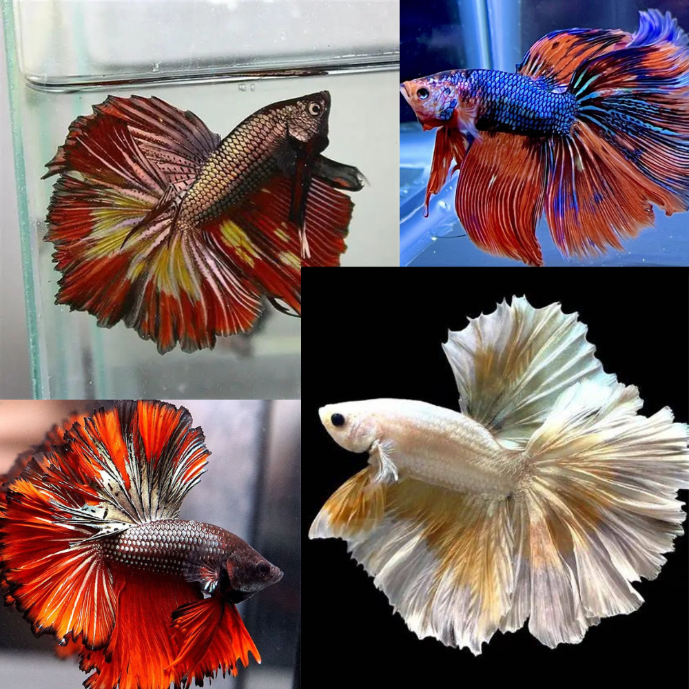 Betta - Super Deltatail (GSD) Aquatic Solutions