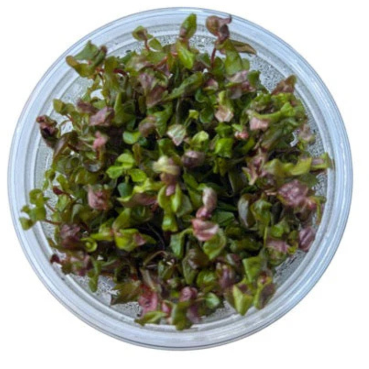 Tissue Culture Rotala macrandra Aquadepot