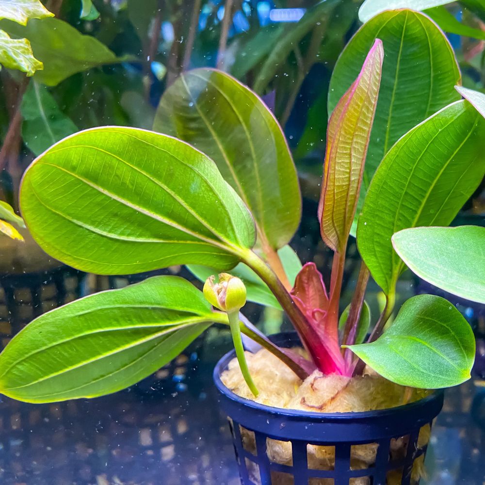Echinodorus radican 'Big Bear' Micro Aquatic Shop
