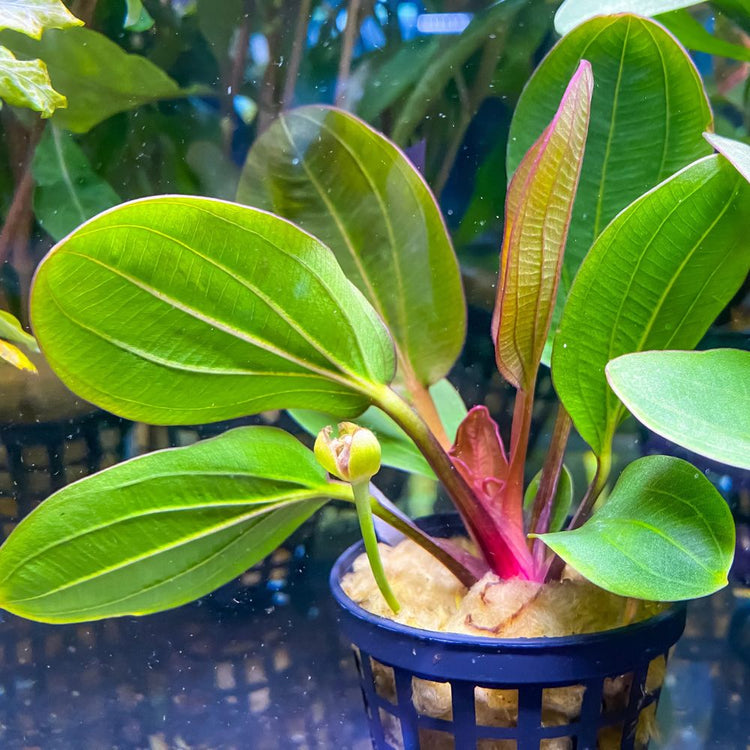 Echinodorus radican 'Big Bear' Micro Aquatic Shop