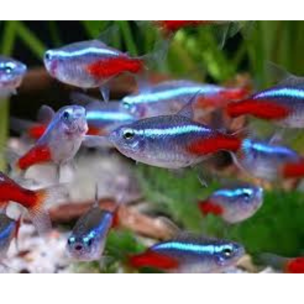 Tetra - Neon XXL 3cm Aquatic Solutions