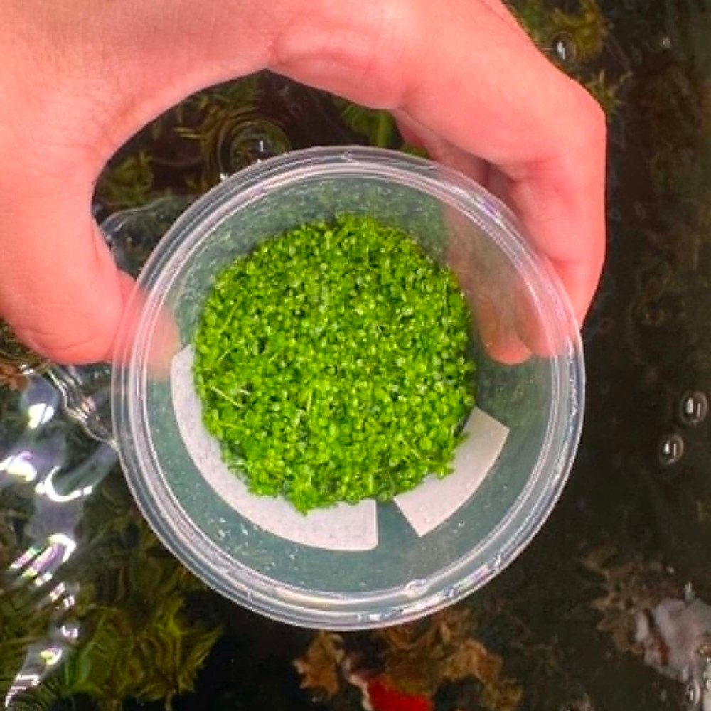 Tissue Culture - Hemianthus Callitrichoides 'Baby Tears HC' Aquadepot