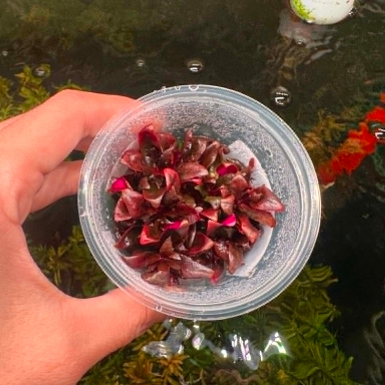 Tissue Culture - Alternanthera Rosaefolia Aquadepot