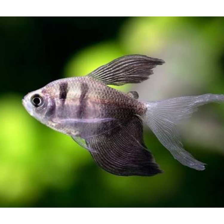 Tetra - Black Widow Long Fin 3.5cm