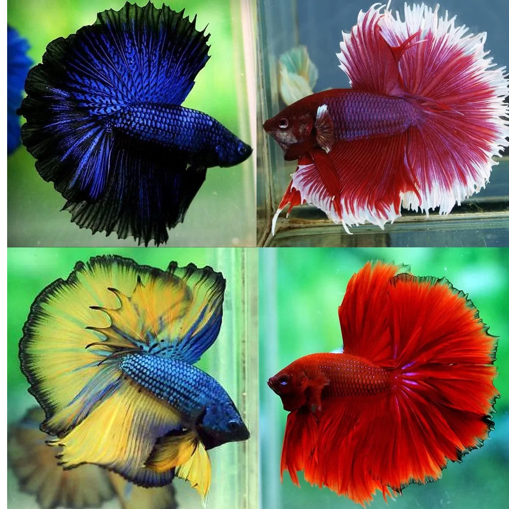 Betta -Butterfly Halfmoon Male (HM) (BHM) Aquatic Solutions