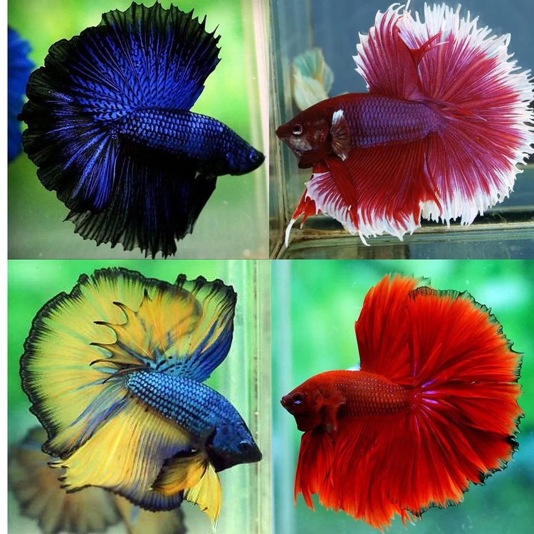Betta -Butterfly Halfmoon Male (HM) (BHM) Aquatic Solutions