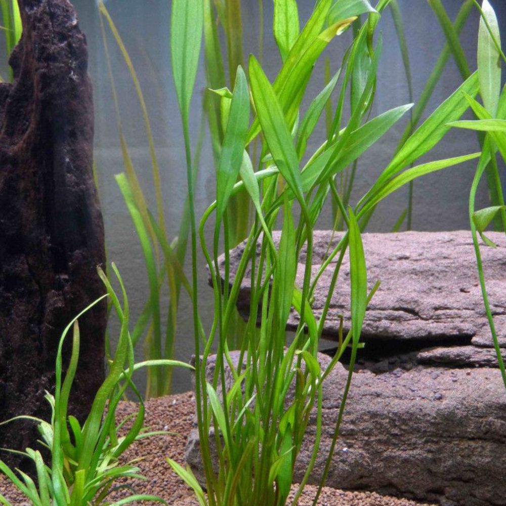 Echinodorus Latifolius Pisces