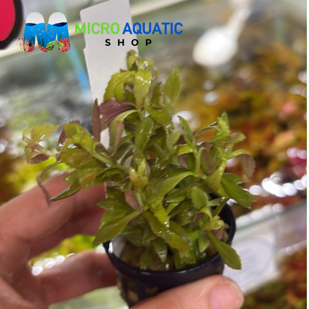 Limnophila aromatica 'Mini'