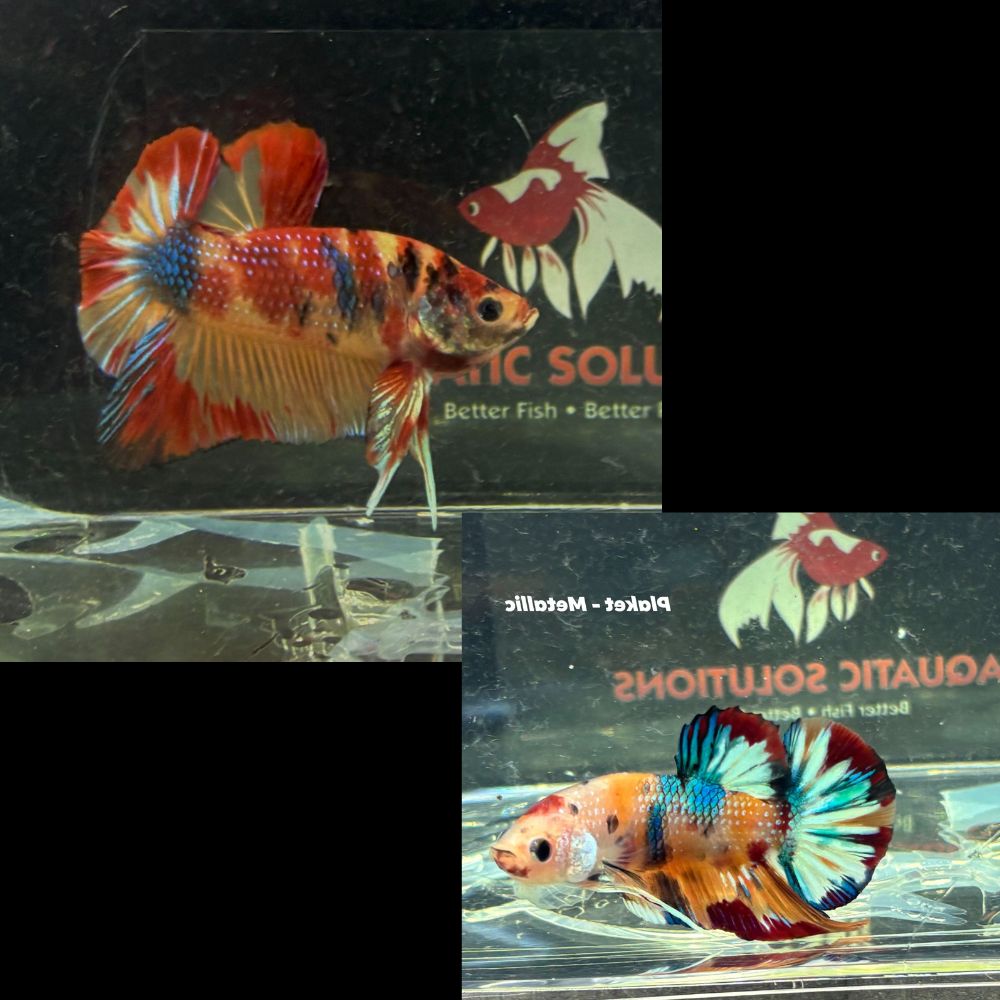 Betta -  Plakat Metalic -Random Color Male Show Grade Aquatic Solutions