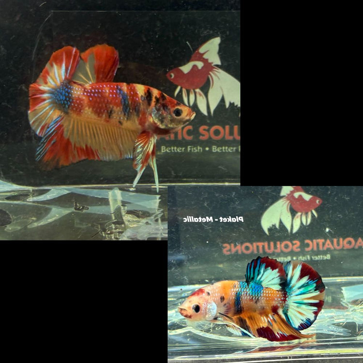 Betta -  Plakat Metalic -Random Color Male Show Grade Aquatic Solutions