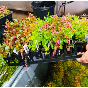 Bulk Buy Assorted Aquatic plant Micro Aquatic Shop