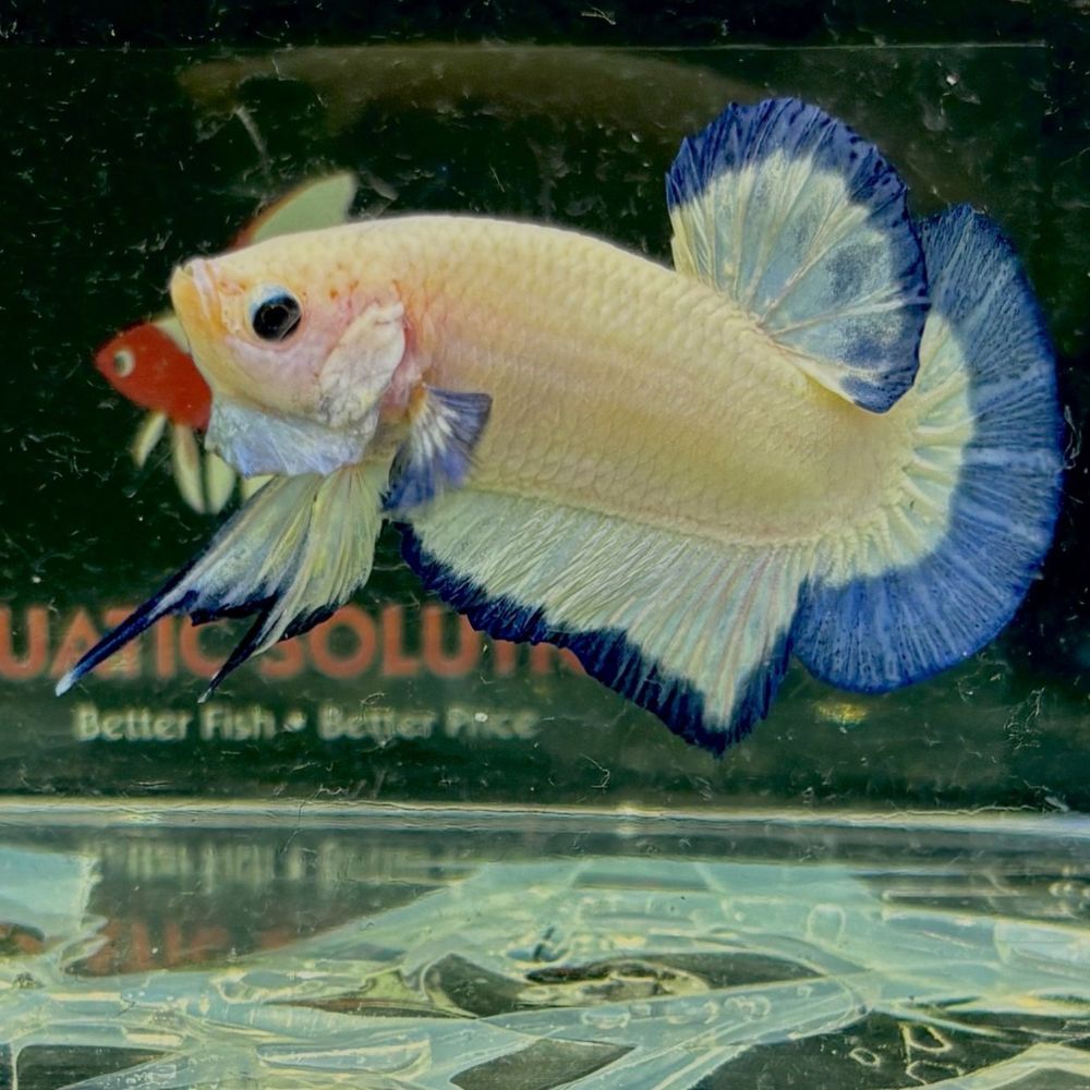 Betta - Half Moon S/F Blue Rim Male Show Grade Aquatic Solutions