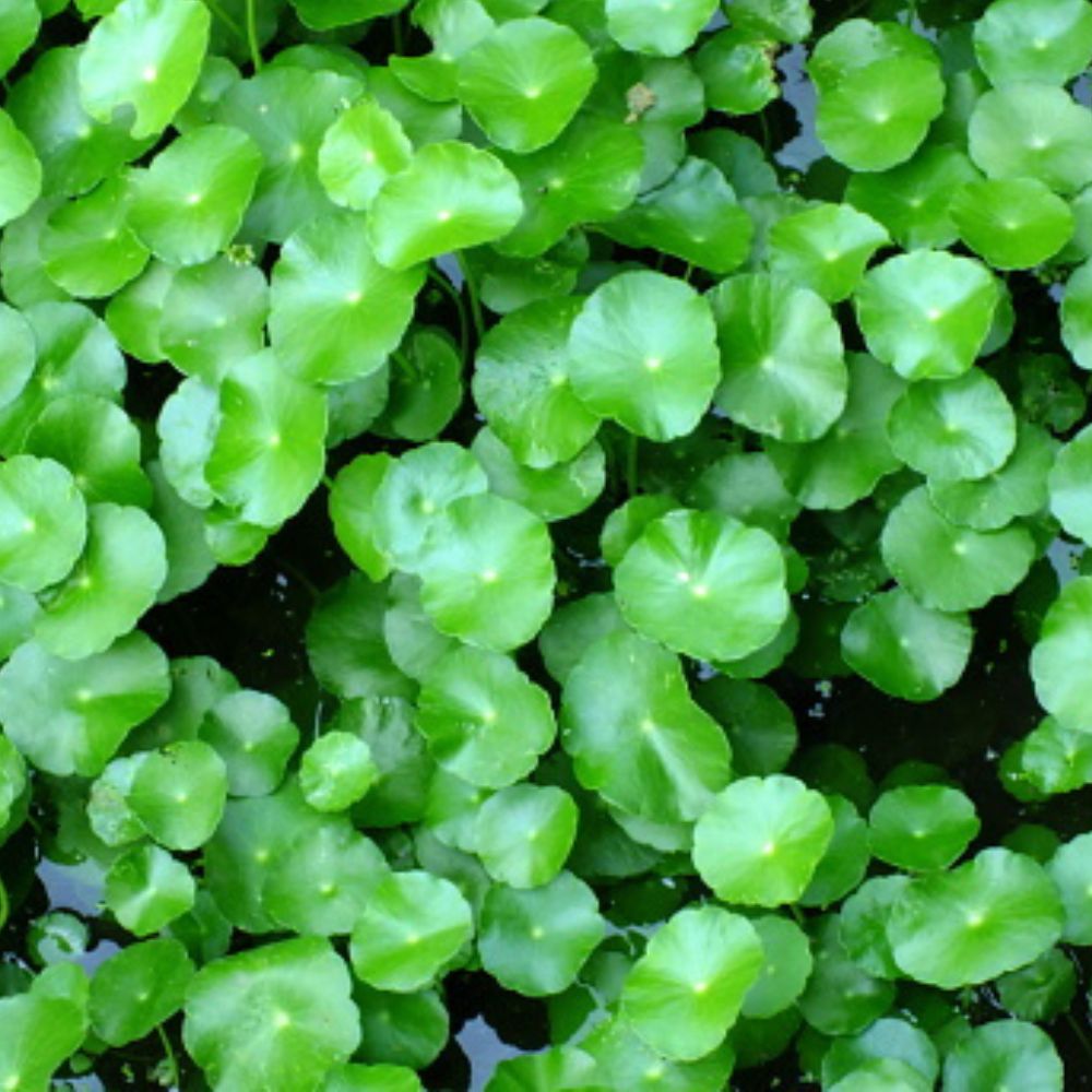 Hydrocotyle verticillata Micro Aquatic Shop