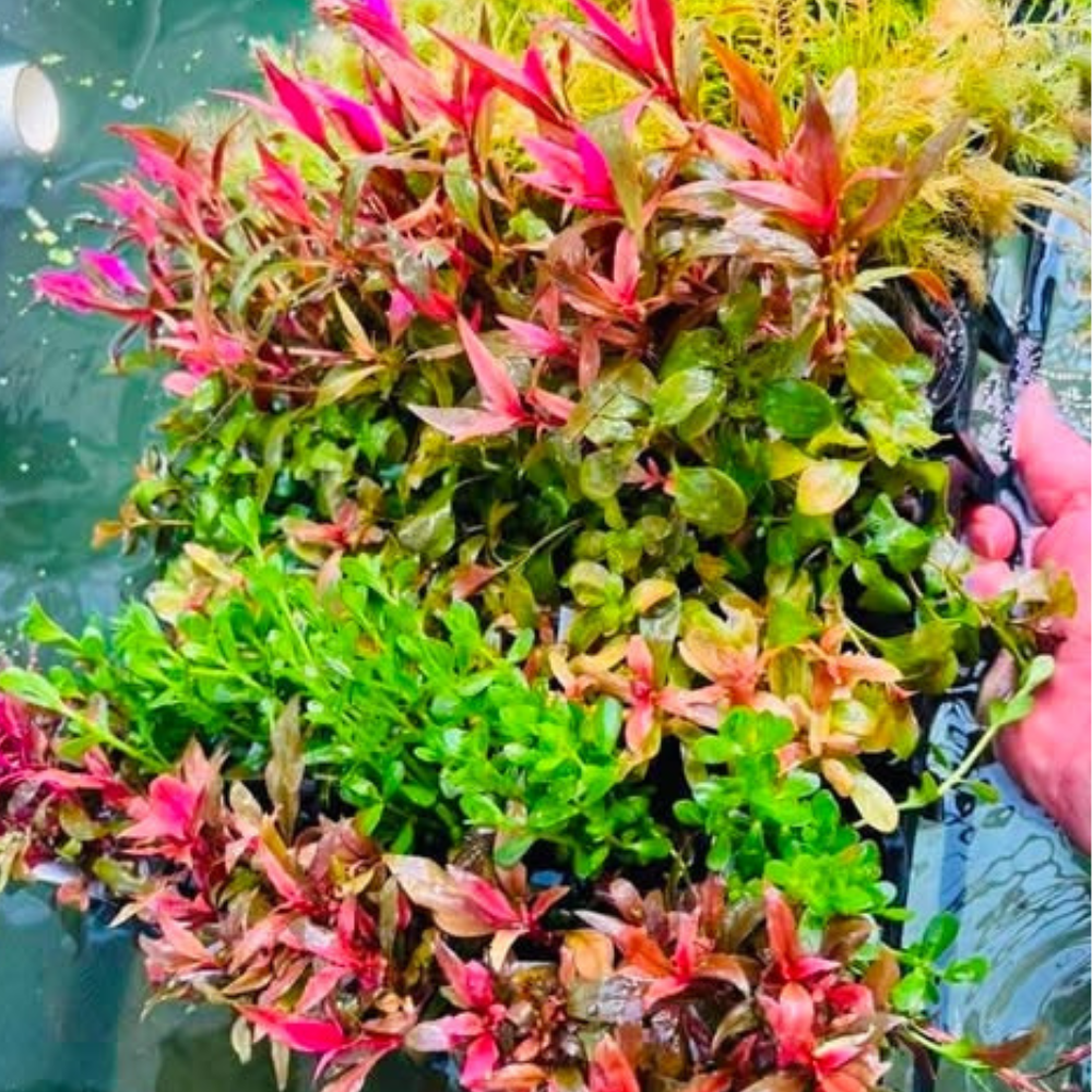 Bulk Buy Assorted Aquatic plant Micro Aquatic Shop