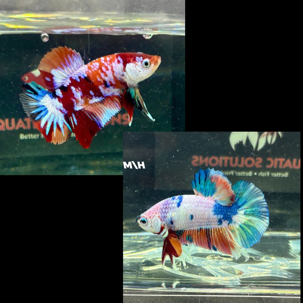 Betta - Koi Aquatic Solutions
