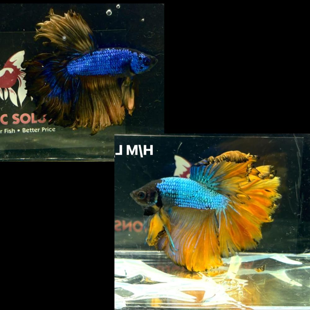 Betta - Mustard Longfin Male Show Grade Aquatic Solutions