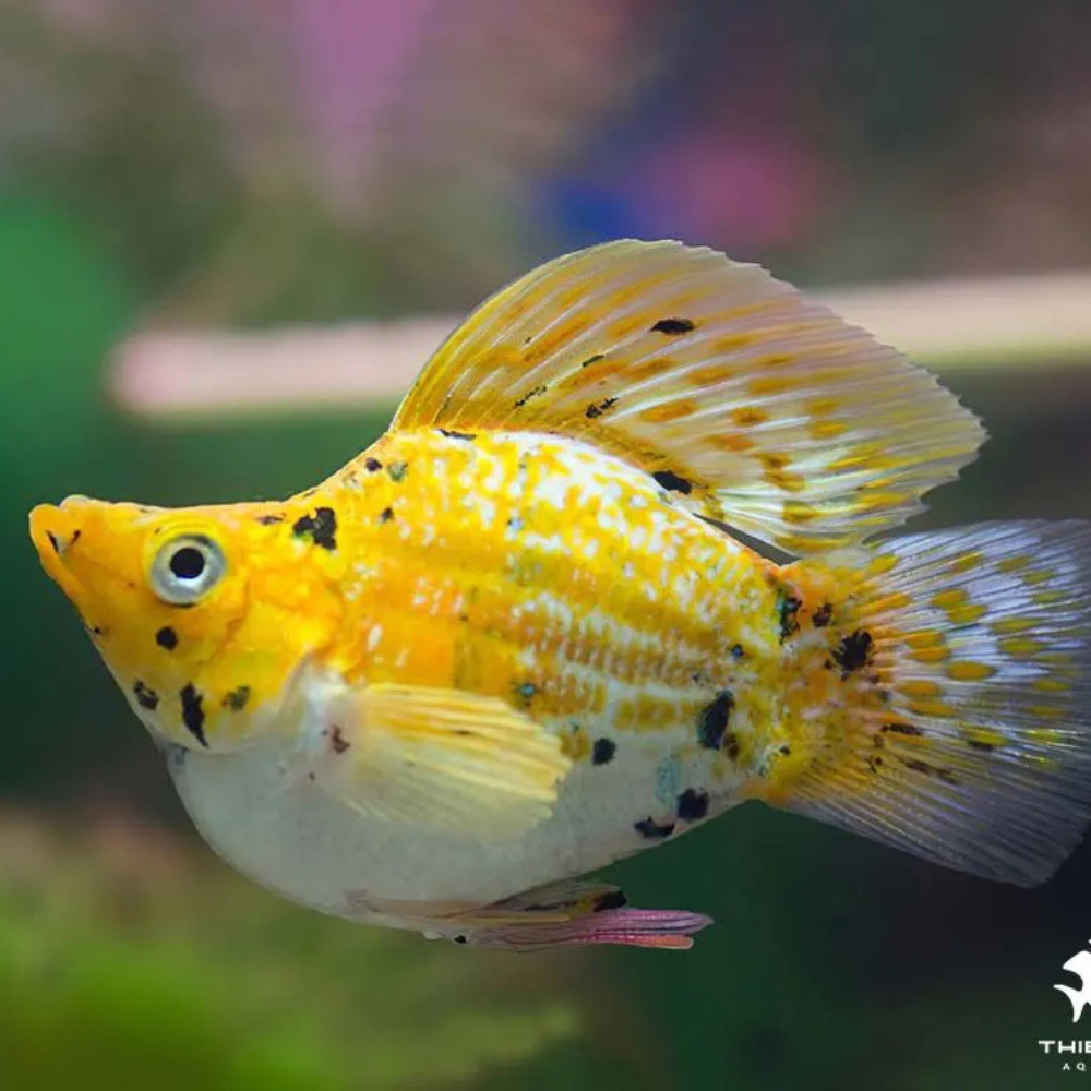 Mollies - Gold Marble Balloon 2-3cm Aquatic Solutions