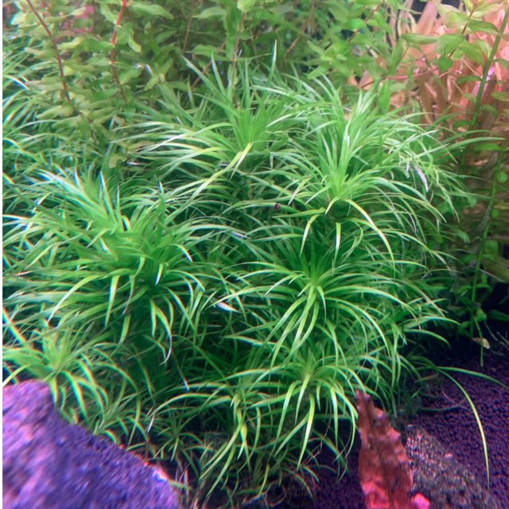 Rare Plant - Syngonanthus Macrocaulon Belem Liverpool Creek