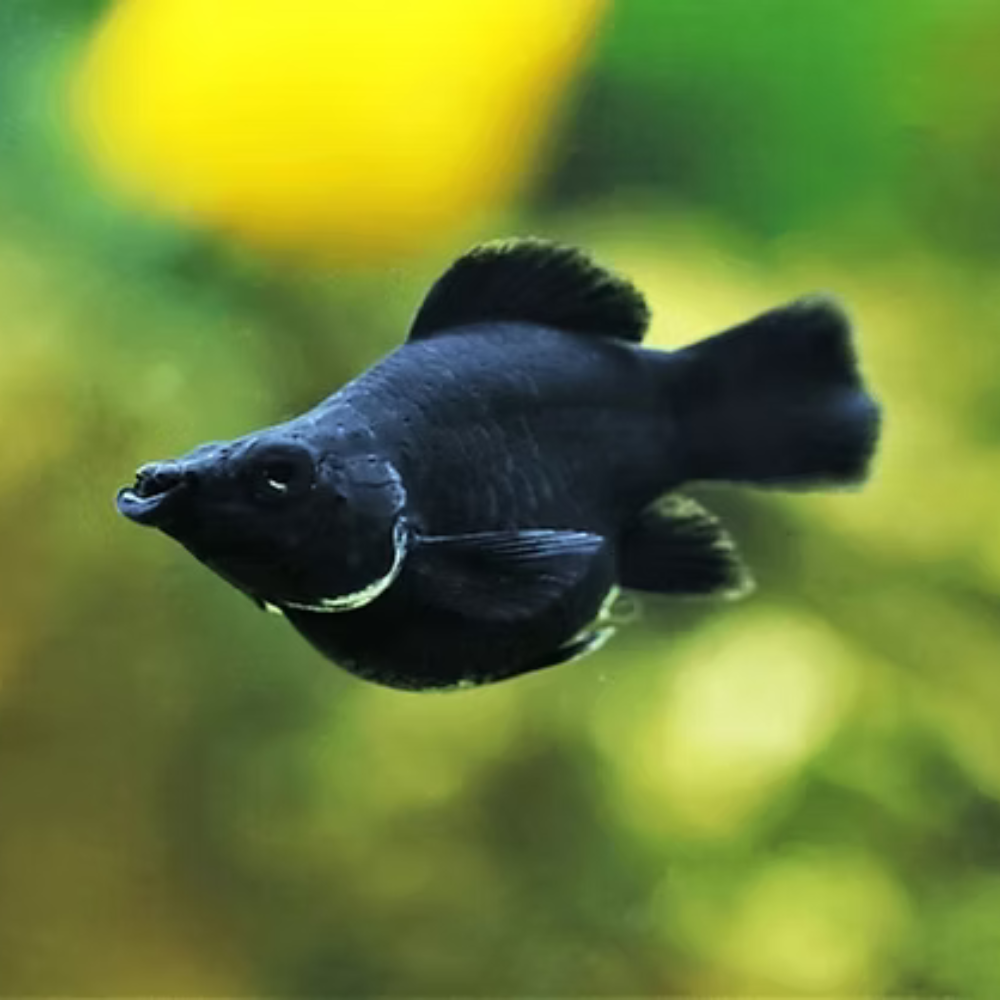 Mollies - Black Balloon 2-3cm Aquatic Solutions