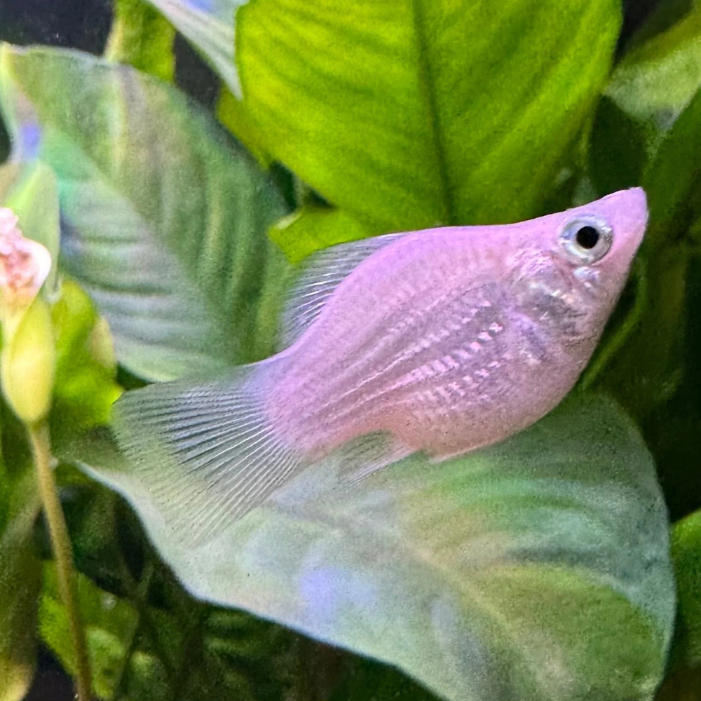 Mollies - Silver Balloon 2-3cm Aquatic Solutions