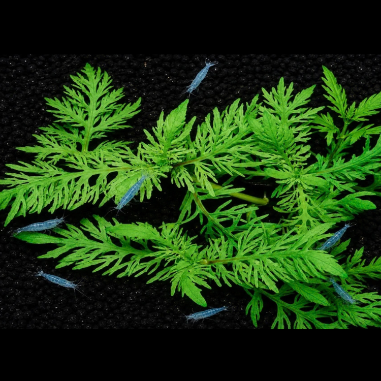 Super Rare Plant - Hygrophila Lower Hlaingbwe