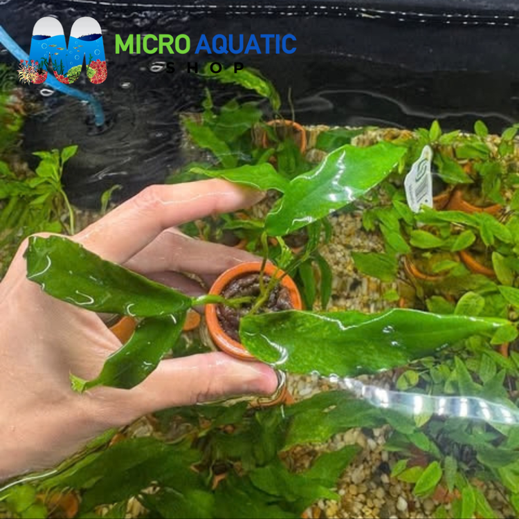 Easy Plant - Anubias Gabra in Terracotta Pot 3cm