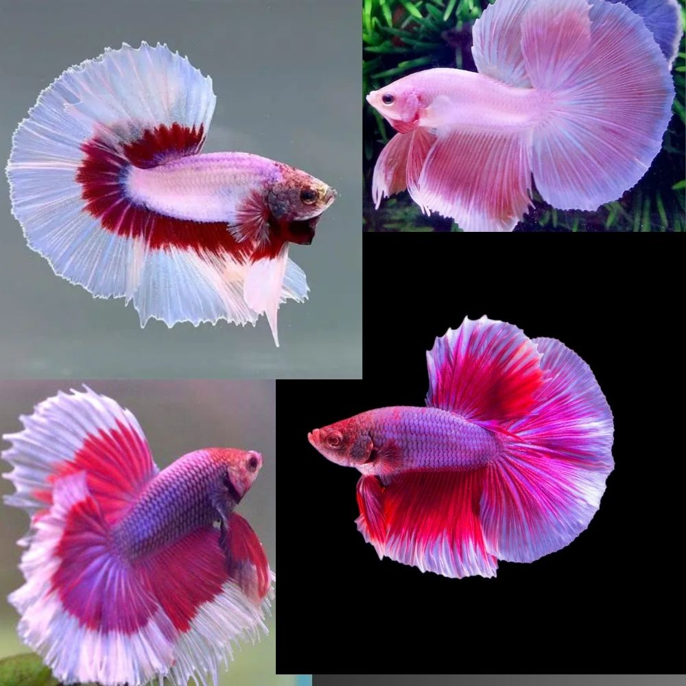 Betta - Assorted Lavender Male (LHM) Aquatic Solutions