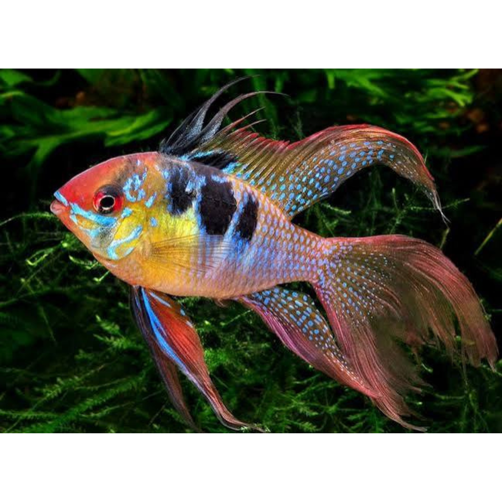 Dwarf Cichlid - German Blue Ram Long Fin FishHUB